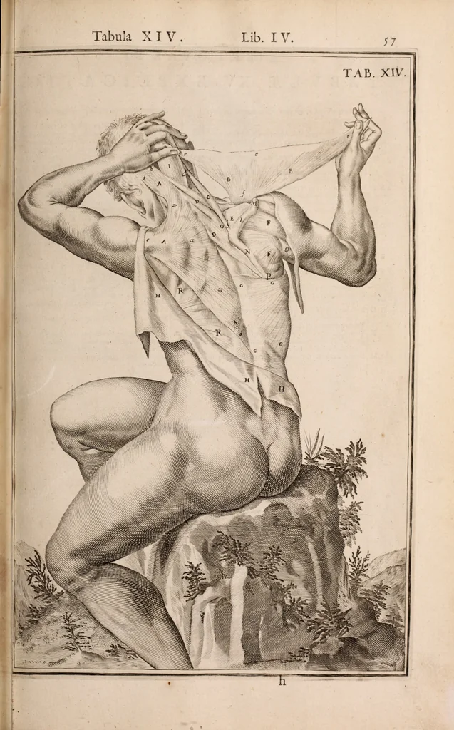 An illustration from Adriani Spigelii Bruxellensis, 1645, leaf 402