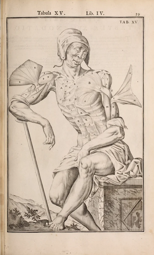 An illustration from Adriani Spigelii Bruxellensis, 1645, leaf 404