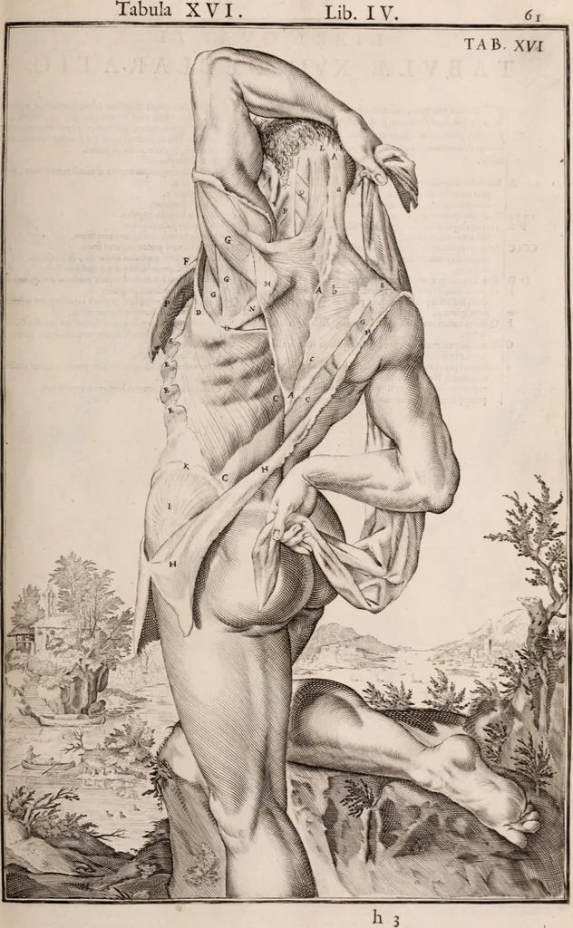 An illustration from Adriani Spigelii Bruxellensis, 1645, leaf 406
