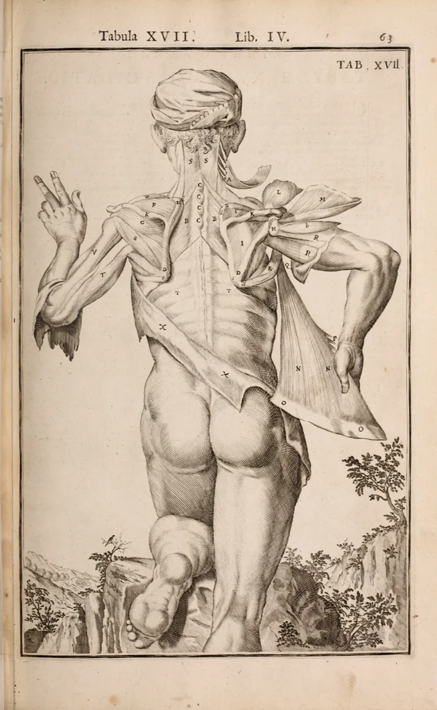 An illustration from Adriani Spigelii Bruxellensis, 1645, leaf 408