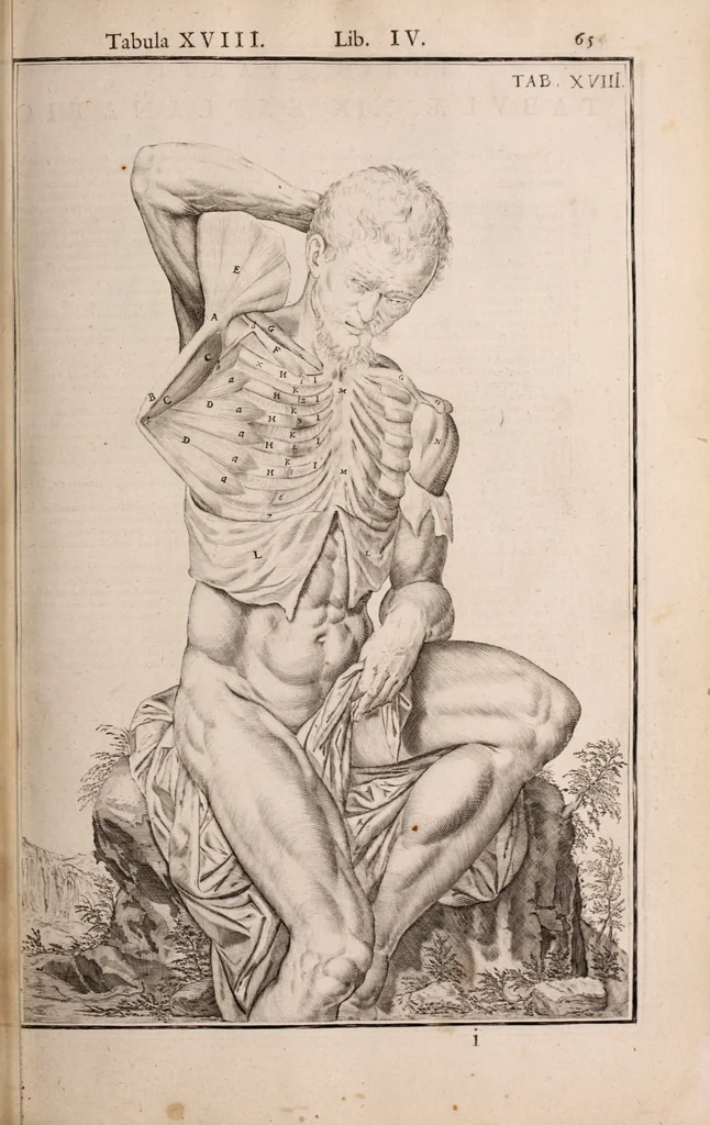 An illustration from Adriani Spigelii Bruxellensis, 1645, leaf 410