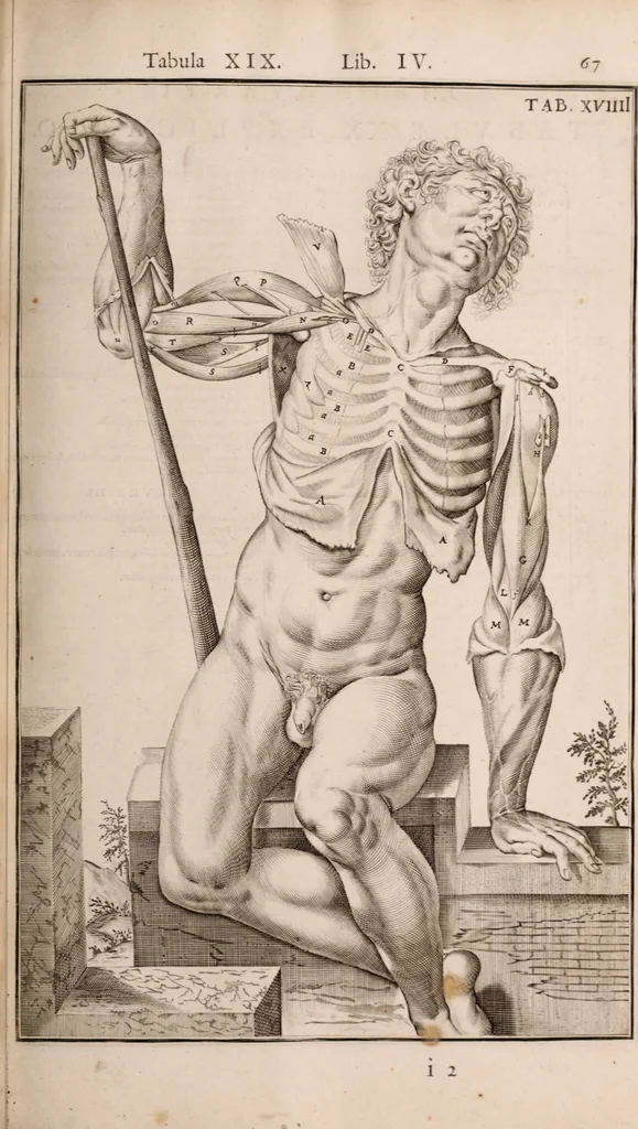An illustration from Adriani Spigelii Bruxellensis, 1645, leaf 412