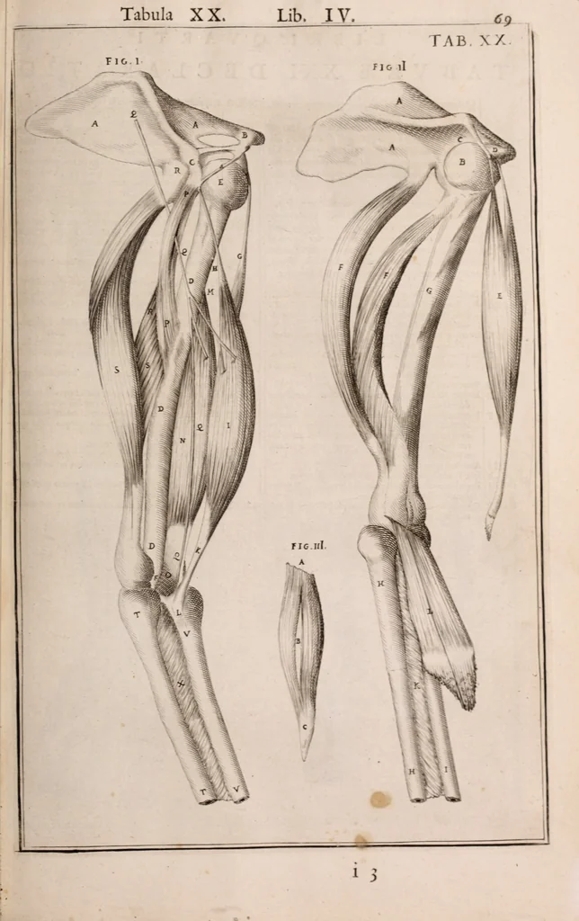 An illustration from Adriani Spigelii Bruxellensis, 1645, leaf 414