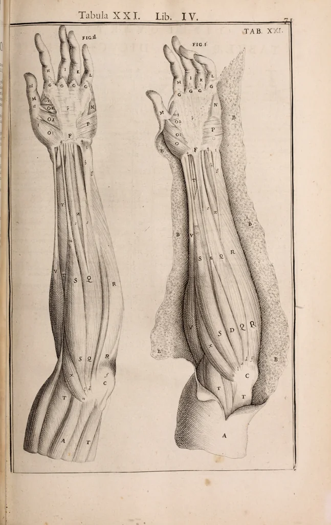 An illustration from Adriani Spigelii Bruxellensis, 1645, leaf 416