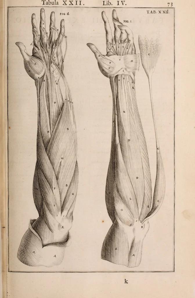 An illustration from Adriani Spigelii Bruxellensis, 1645, leaf 418
