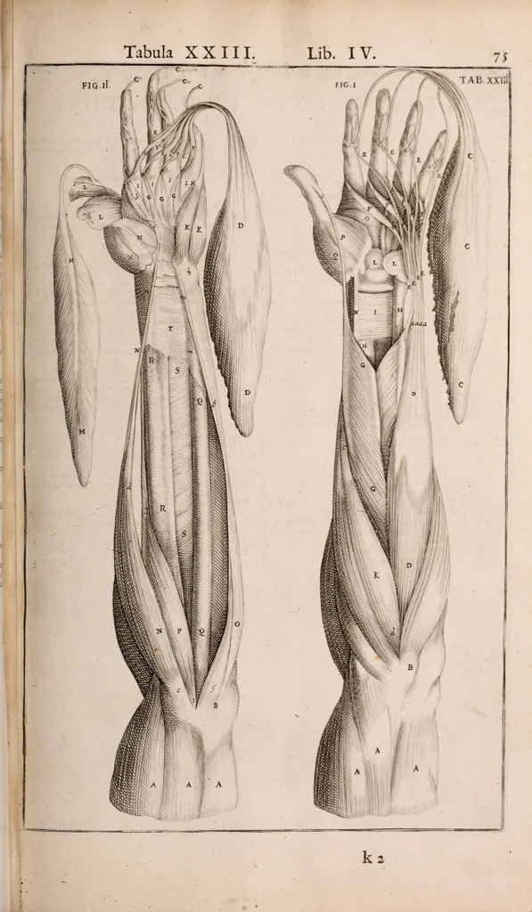 An illustration from Adriani Spigelii Bruxellensis, 1645, leaf 420