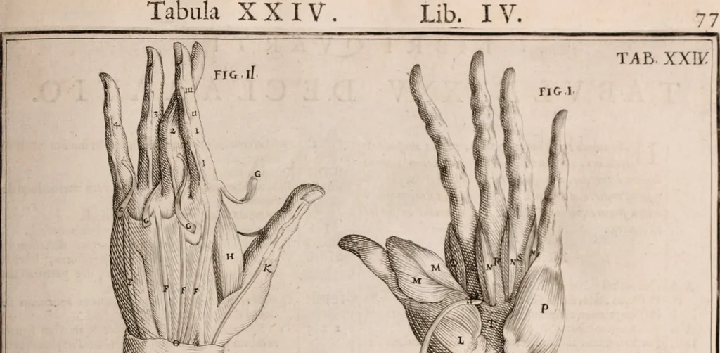 An illustration from Adriani Spigelii Bruxellensis, 1645, leaf 422