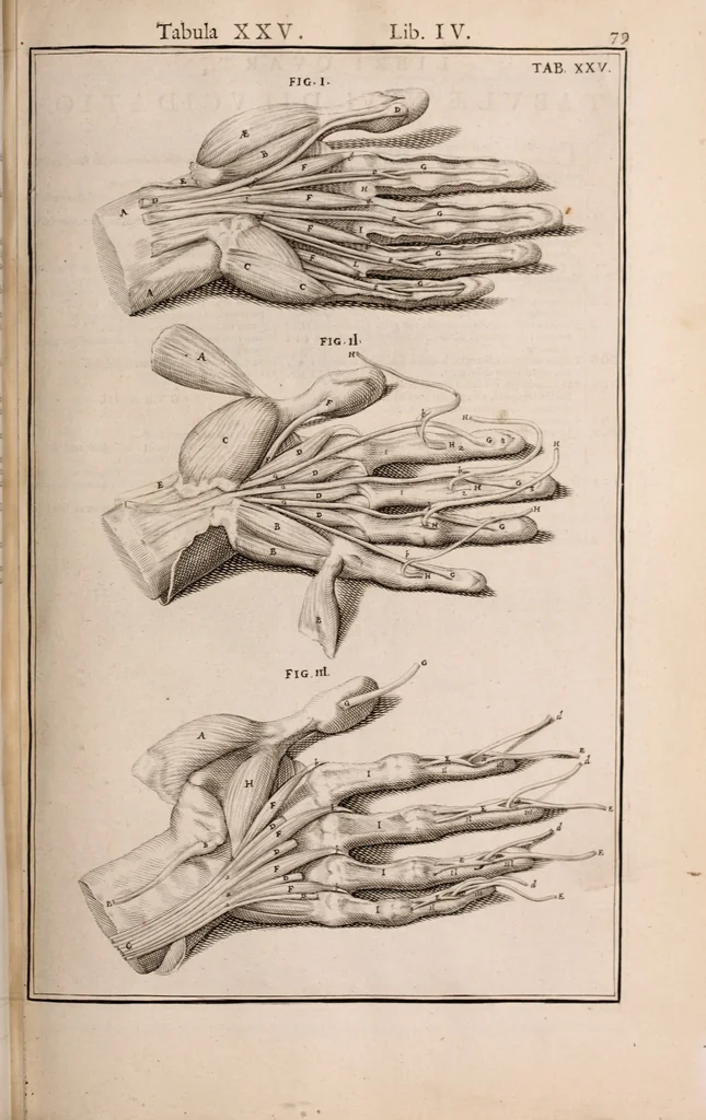 An illustration from Adriani Spigelii Bruxellensis, 1645, leaf 424