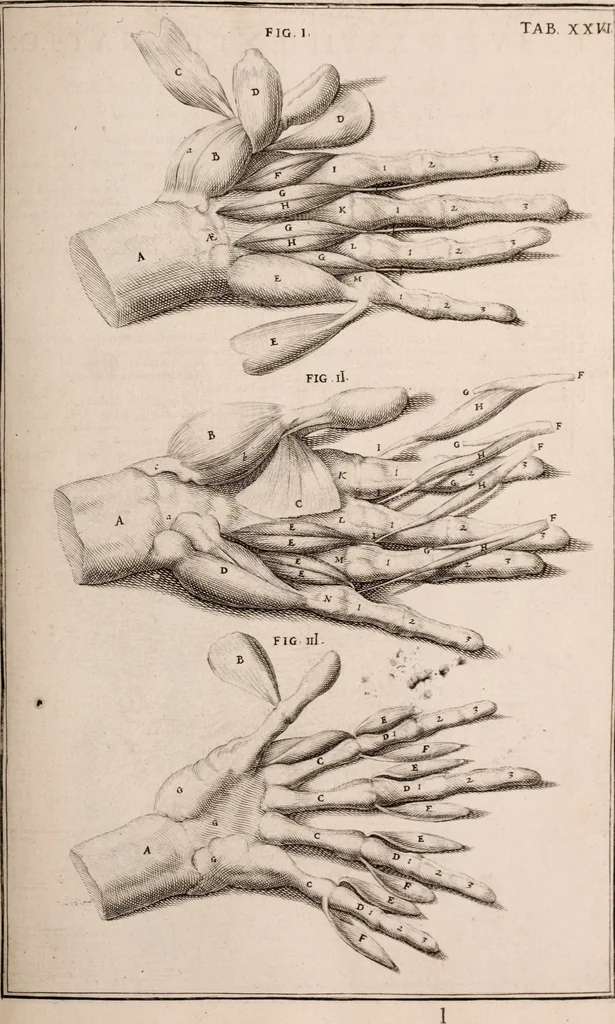 An illustration from Adriani Spigelii Bruxellensis, 1645, leaf 426