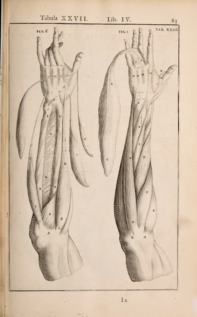 An illustration from Adriani Spigelii Bruxellensis, 1645, leaf 428