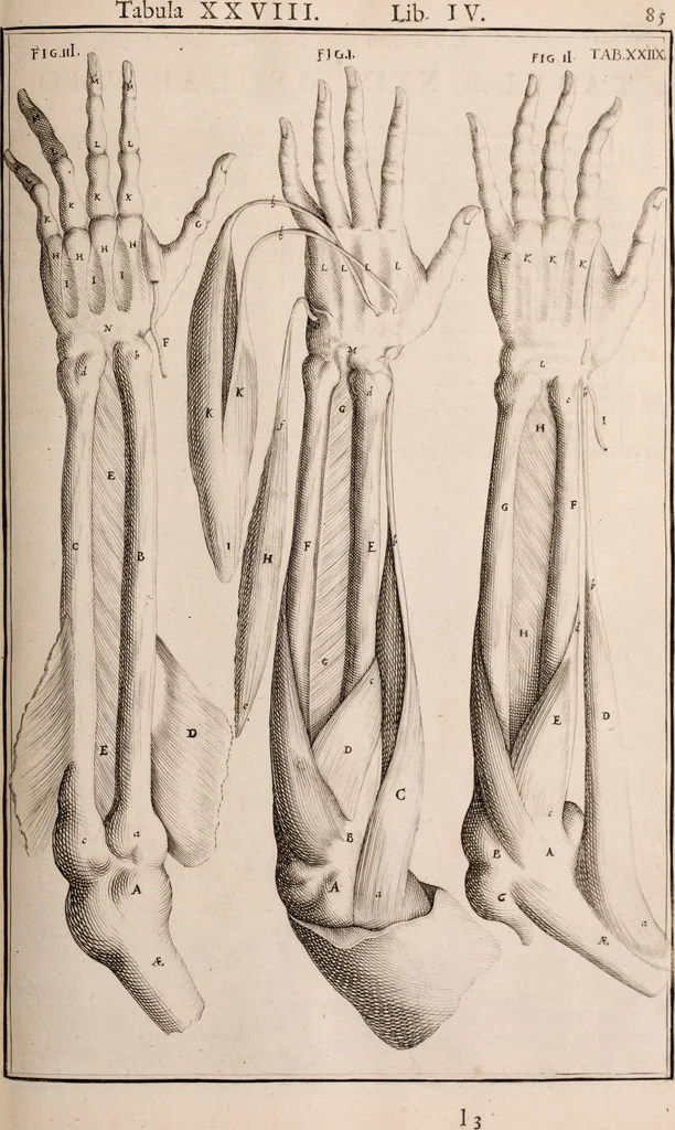 An illustration from Adriani Spigelii Bruxellensis, 1645, leaf 430