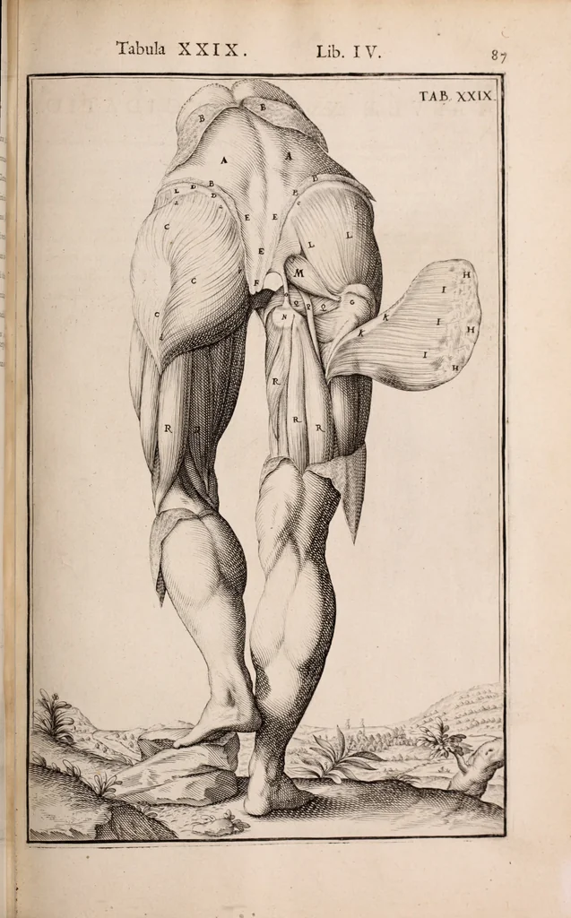 An illustration from Adriani Spigelii Bruxellensis, 1645, leaf 432