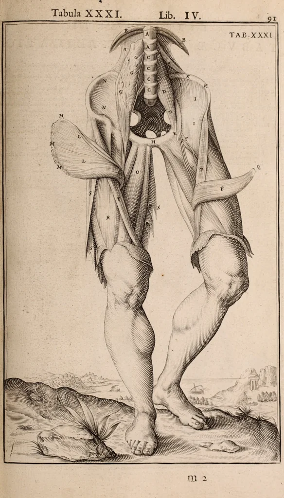 An illustration from Adriani Spigelii Bruxellensis, 1645, leaf 436