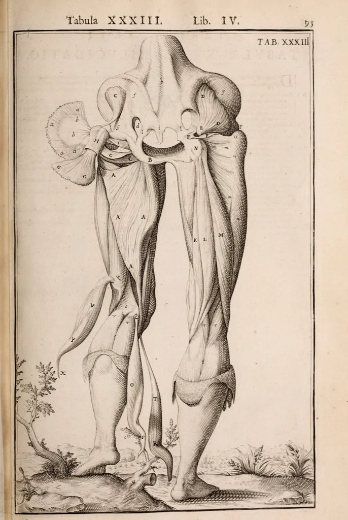 An illustration from Adriani Spigelii Bruxellensis, 1645, leaf 440