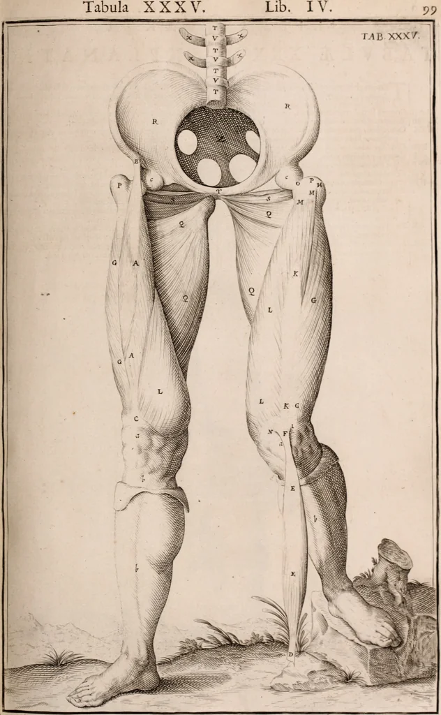 An illustration from Adriani Spigelii Bruxellensis, 1645, leaf 444
