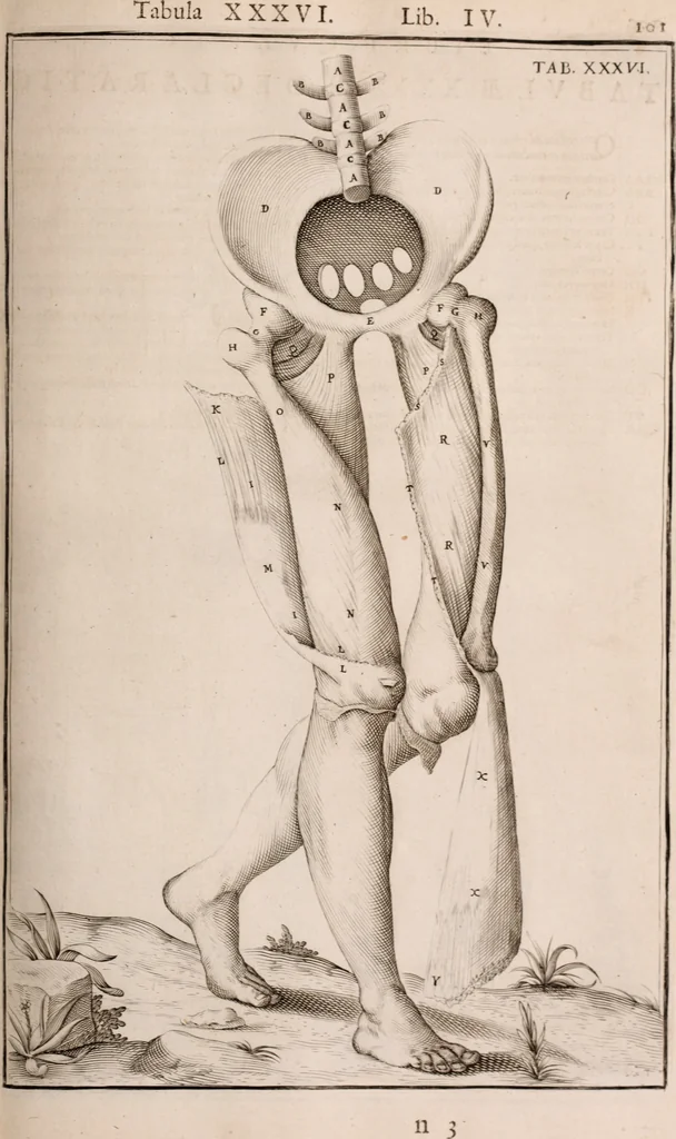 An illustration from Adriani Spigelii Bruxellensis, 1645, leaf 446