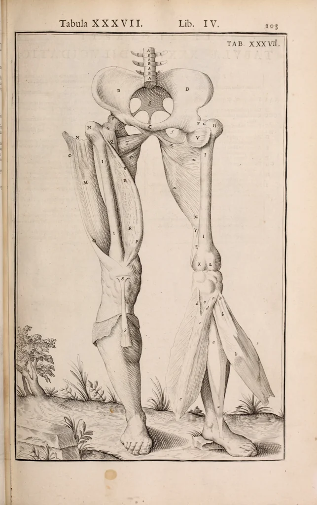 An illustration from Adriani Spigelii Bruxellensis, 1645, leaf 448