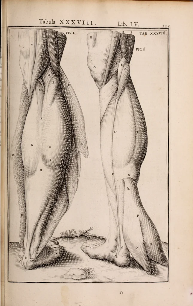 An illustration from Adriani Spigelii Bruxellensis, 1645, leaf 450