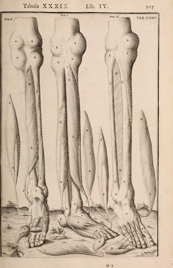 An illustration from Adriani Spigelii Bruxellensis, 1645, leaf 452