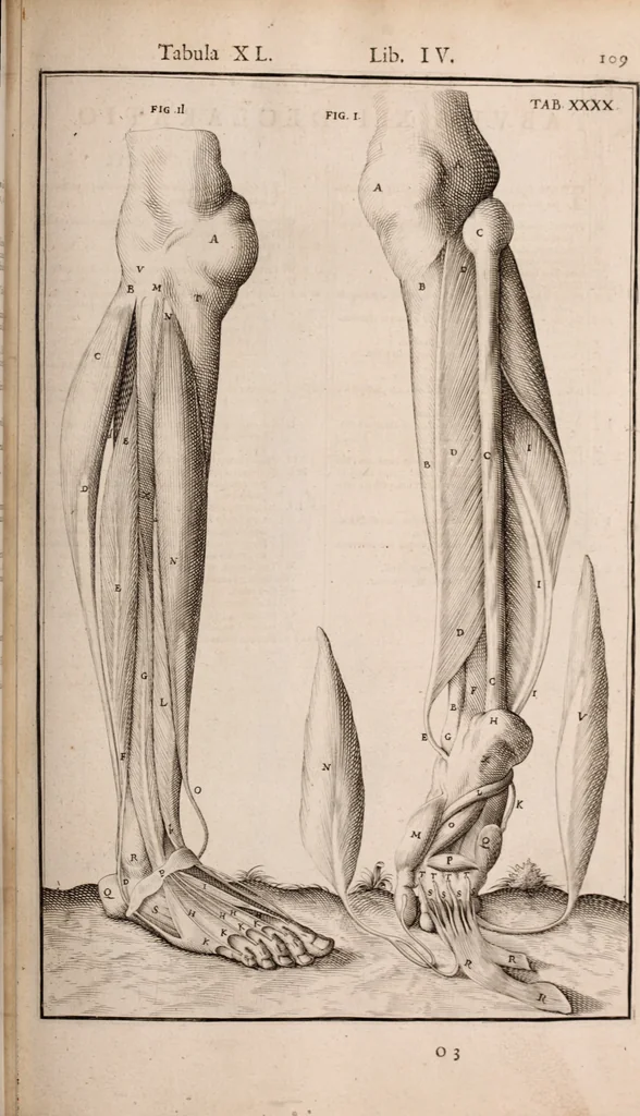 An illustration from Adriani Spigelii Bruxellensis, 1645, leaf 454