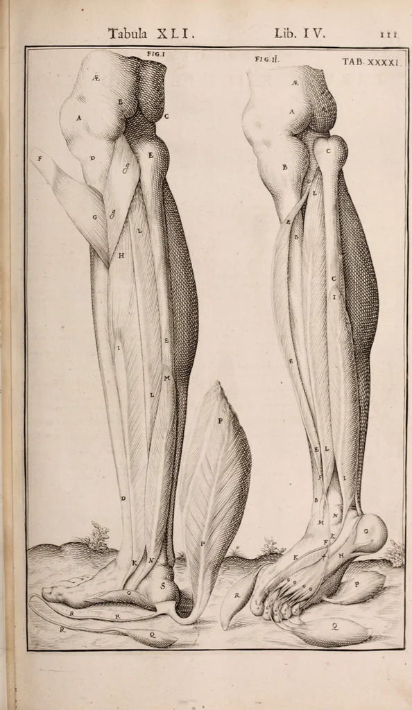An illustration from Adriani Spigelii Bruxellensis, 1645, leaf 456