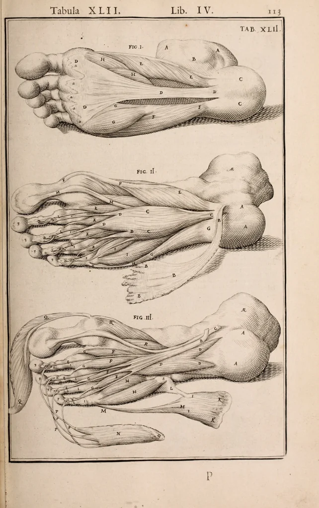 An illustration from Adriani Spigelii Bruxellensis, 1645, leaf 458