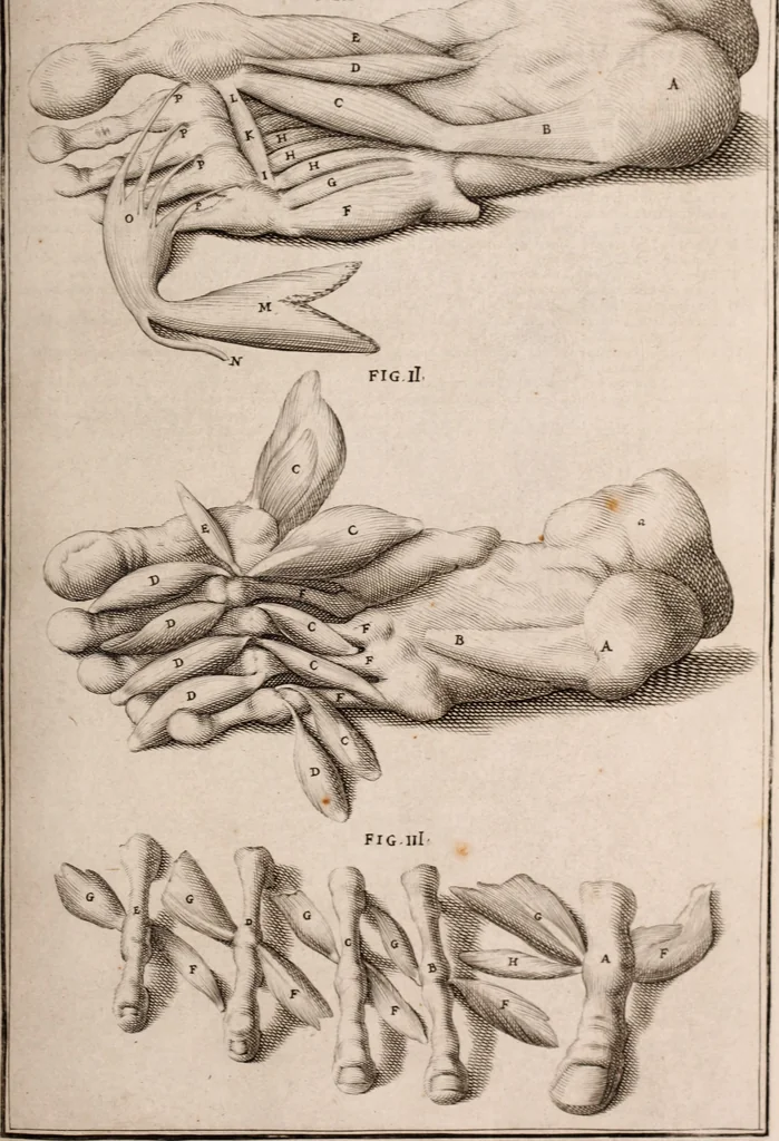 An illustration from Adriani Spigelii Bruxellensis, 1645, leaf 460