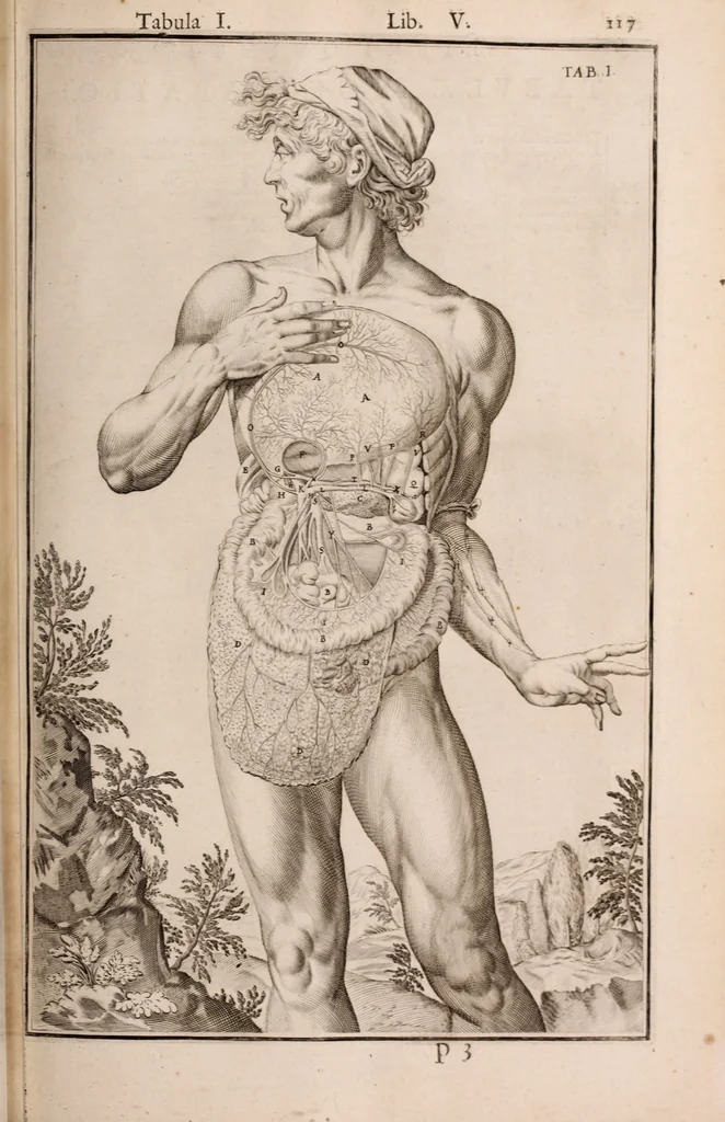 An illustration from Adriani Spigelii Bruxellensis, 1645, leaf 462