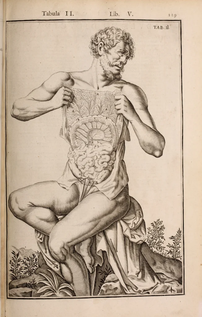 An illustration from Adriani Spigelii Bruxellensis, 1645, leaf 464