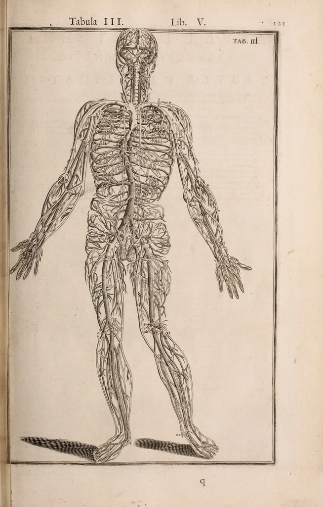 An illustration from Adriani Spigelii Bruxellensis, 1645, leaf 466