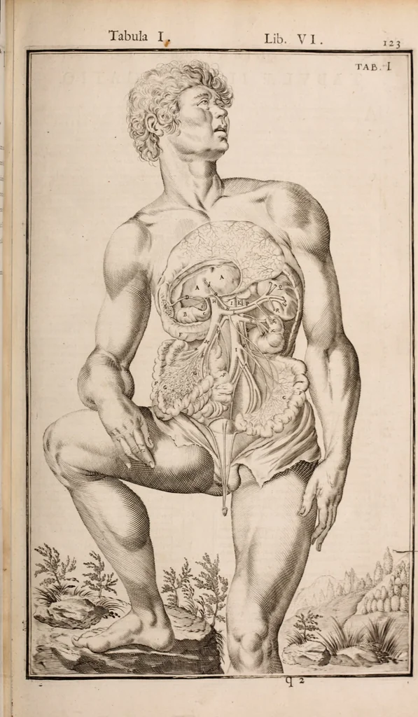 An illustration from Adriani Spigelii Bruxellensis, 1645, leaf 468