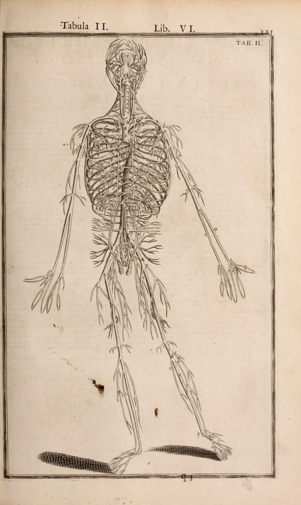 An illustration from Adriani Spigelii Bruxellensis, 1645, leaf 470