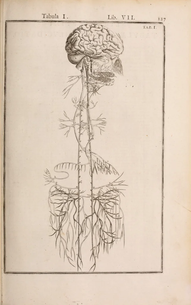 An illustration from Adriani Spigelii Bruxellensis, 1645, leaf 472
