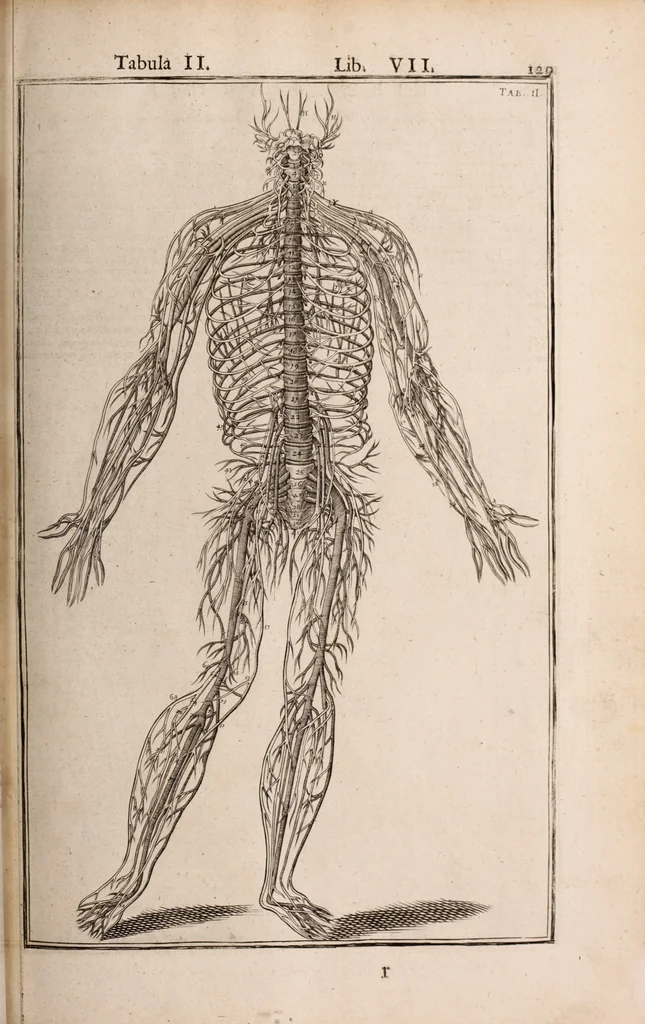An illustration from Adriani Spigelii Bruxellensis, 1645, leaf 474