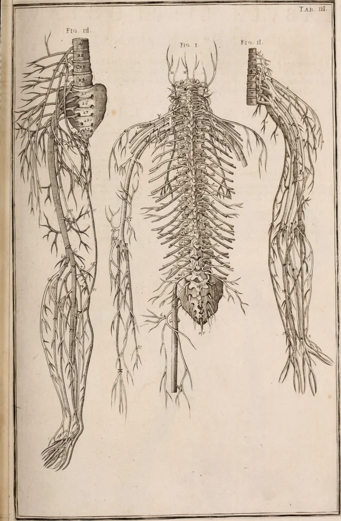 An illustration from Adriani Spigelii Bruxellensis, 1645, leaf 476