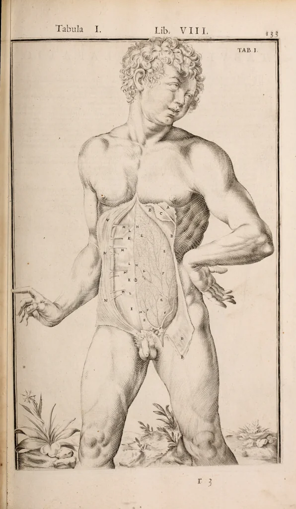An illustration from Adriani Spigelii Bruxellensis, 1645, leaf 478