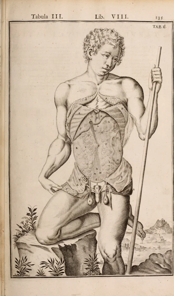 An illustration from Adriani Spigelii Bruxellensis, 1645, leaf 480