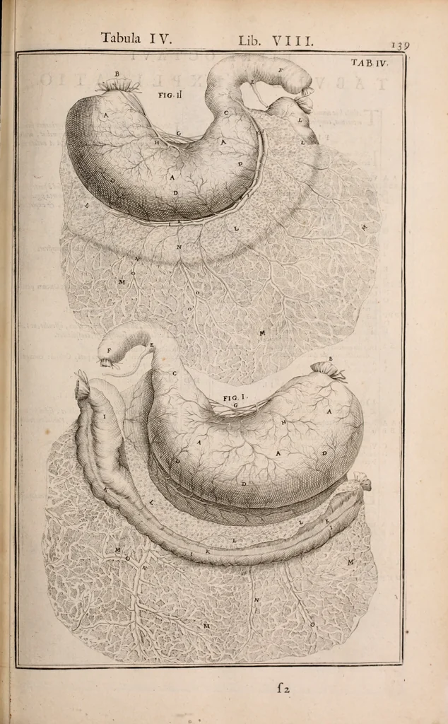 An illustration from Adriani Spigelii Bruxellensis, 1645, leaf 484