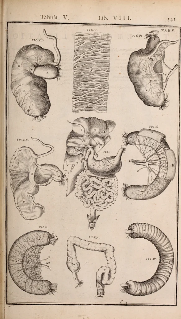 An illustration from Adriani Spigelii Bruxellensis, 1645, leaf 486