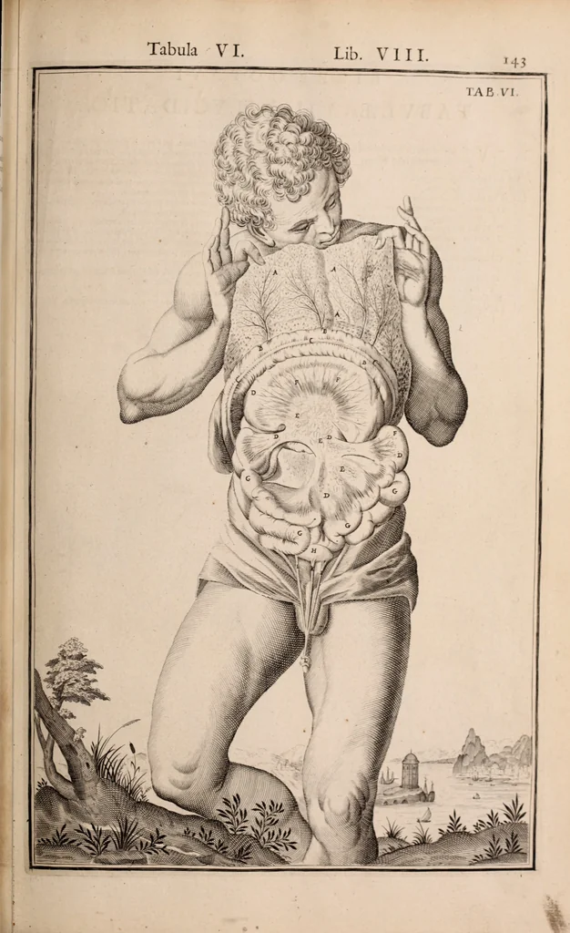 An illustration from Adriani Spigelii Bruxellensis, 1645, leaf 488