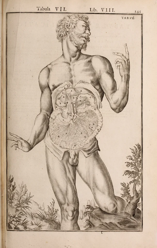 An illustration from Adriani Spigelii Bruxellensis, 1645, leaf 490