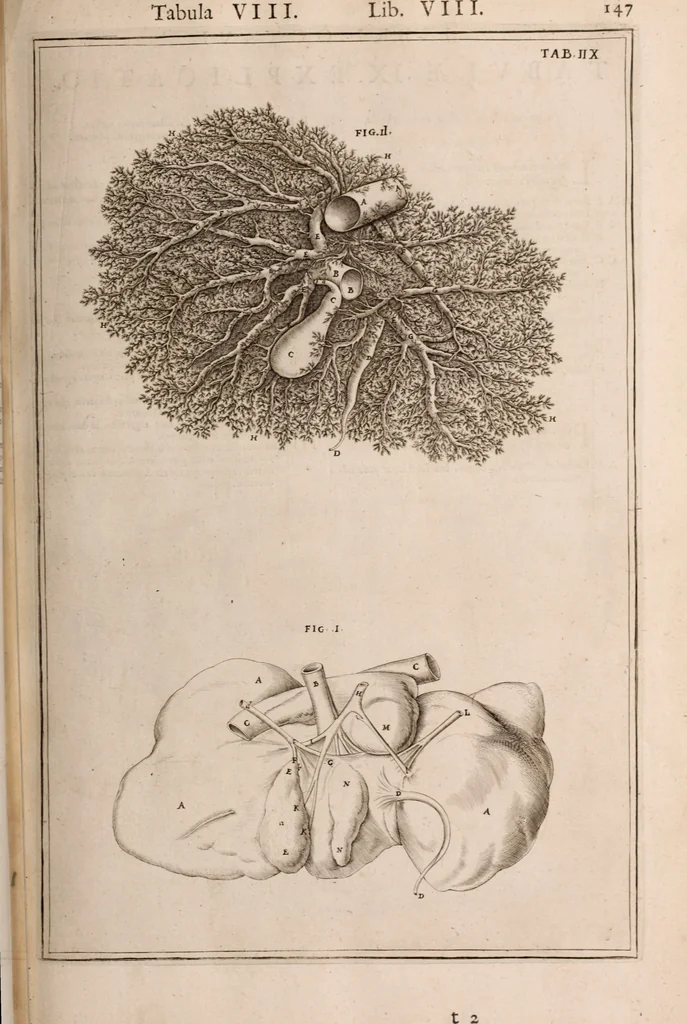 An illustration from Adriani Spigelii Bruxellensis, 1645, leaf 492
