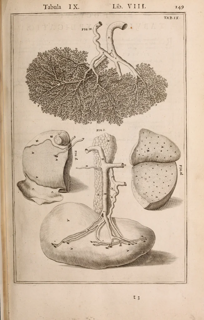 An illustration from Adriani Spigelii Bruxellensis, 1645, leaf 494