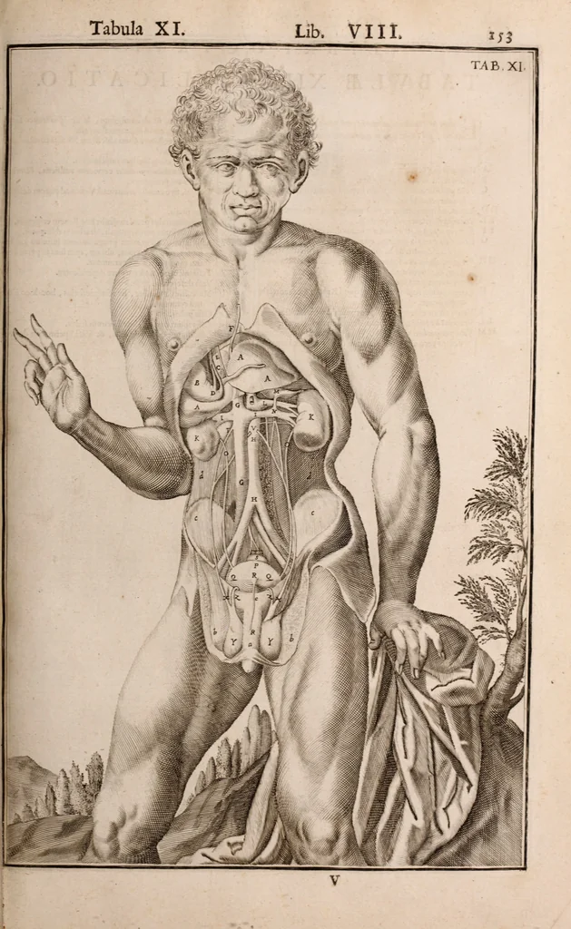 An illustration from Adriani Spigelii Bruxellensis, 1645, leaf 498