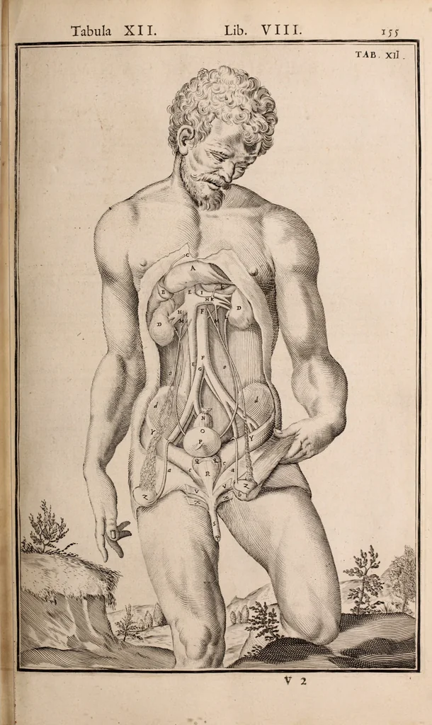 An illustration from Adriani Spigelii Bruxellensis, 1645, leaf 500