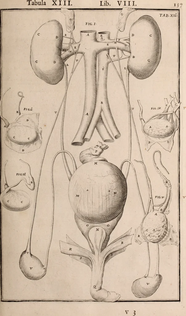 An illustration from Adriani Spigelii Bruxellensis, 1645, leaf 502