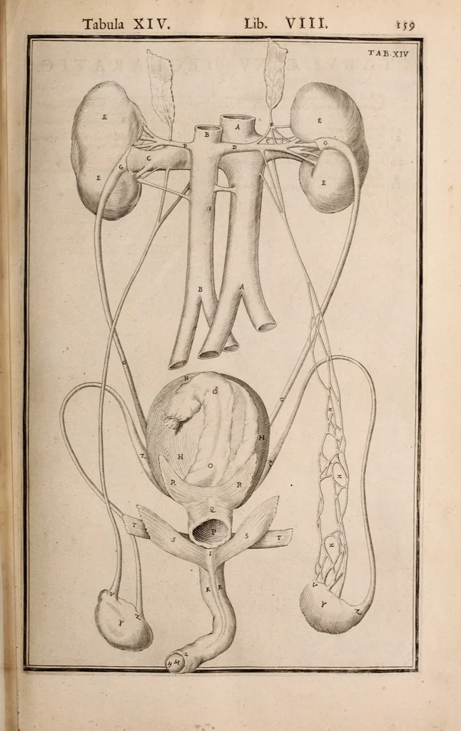 An illustration from Adriani Spigelii Bruxellensis, 1645, leaf 504