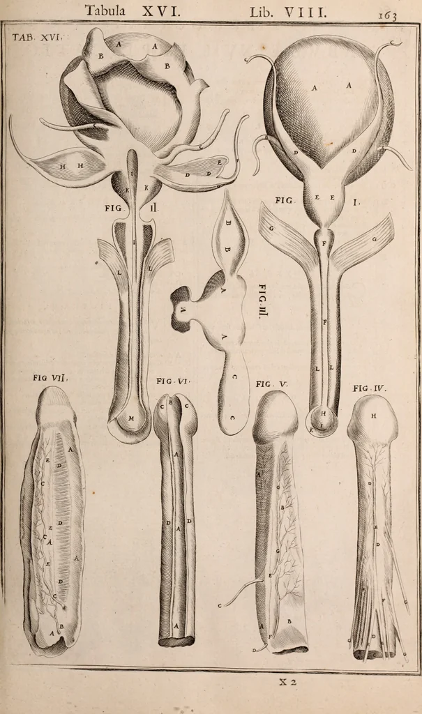An illustration from Adriani Spigelii Bruxellensis, 1645, leaf 508