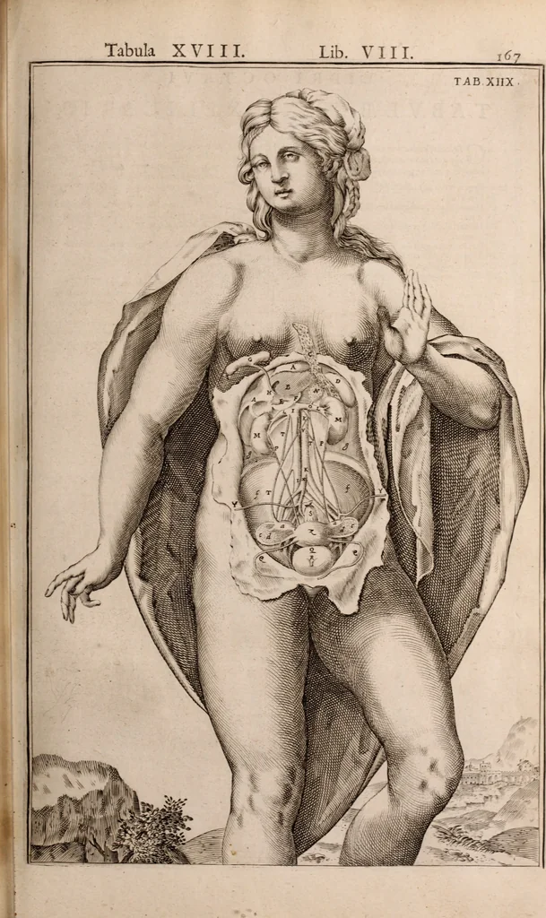 An illustration from Adriani Spigelii Bruxellensis, 1645, leaf 512