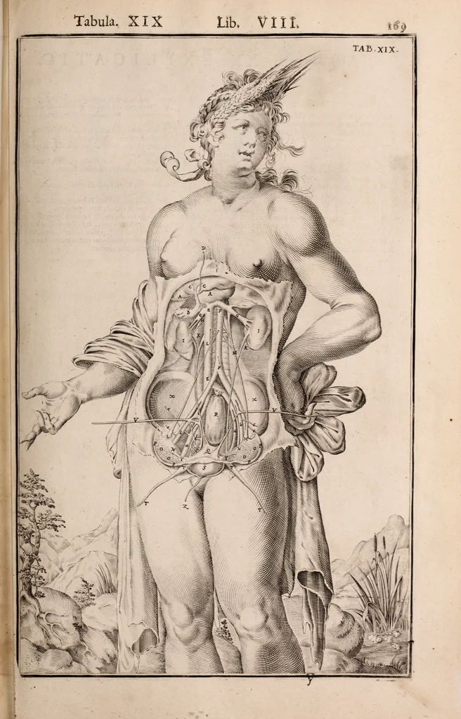 An illustration from Adriani Spigelii Bruxellensis, 1645, leaf 514